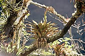 Bromeliads of the cloud forest along the Inca Trail